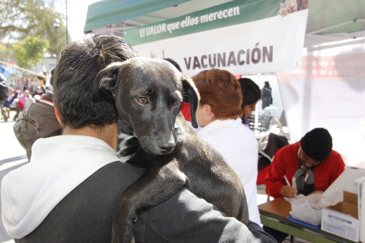 Continúa campaña permanente de esterilización y vacunación de mascotas en el CCA Toluca