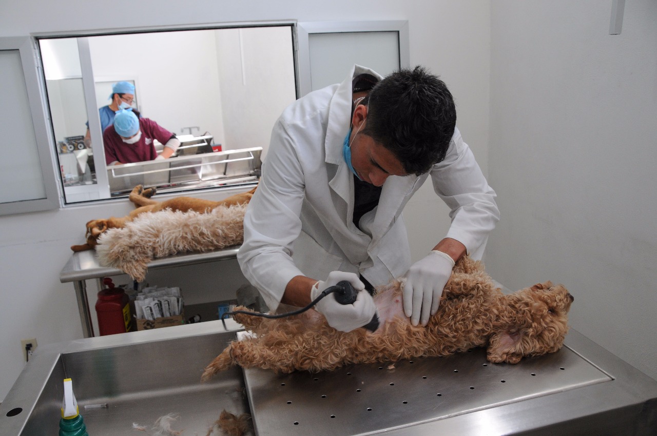 Ocupa Edoméx primer lugar nacional en esterilizaciones de perros y gatos