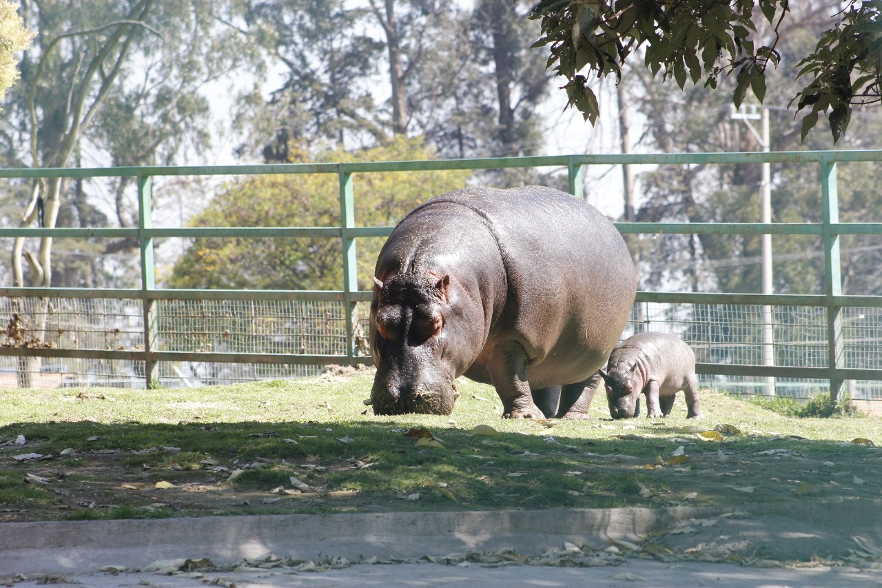 Aumenta a 50 por ciento esperanza de vida de bebé hipopótamo en parque ecológico “zacango”
