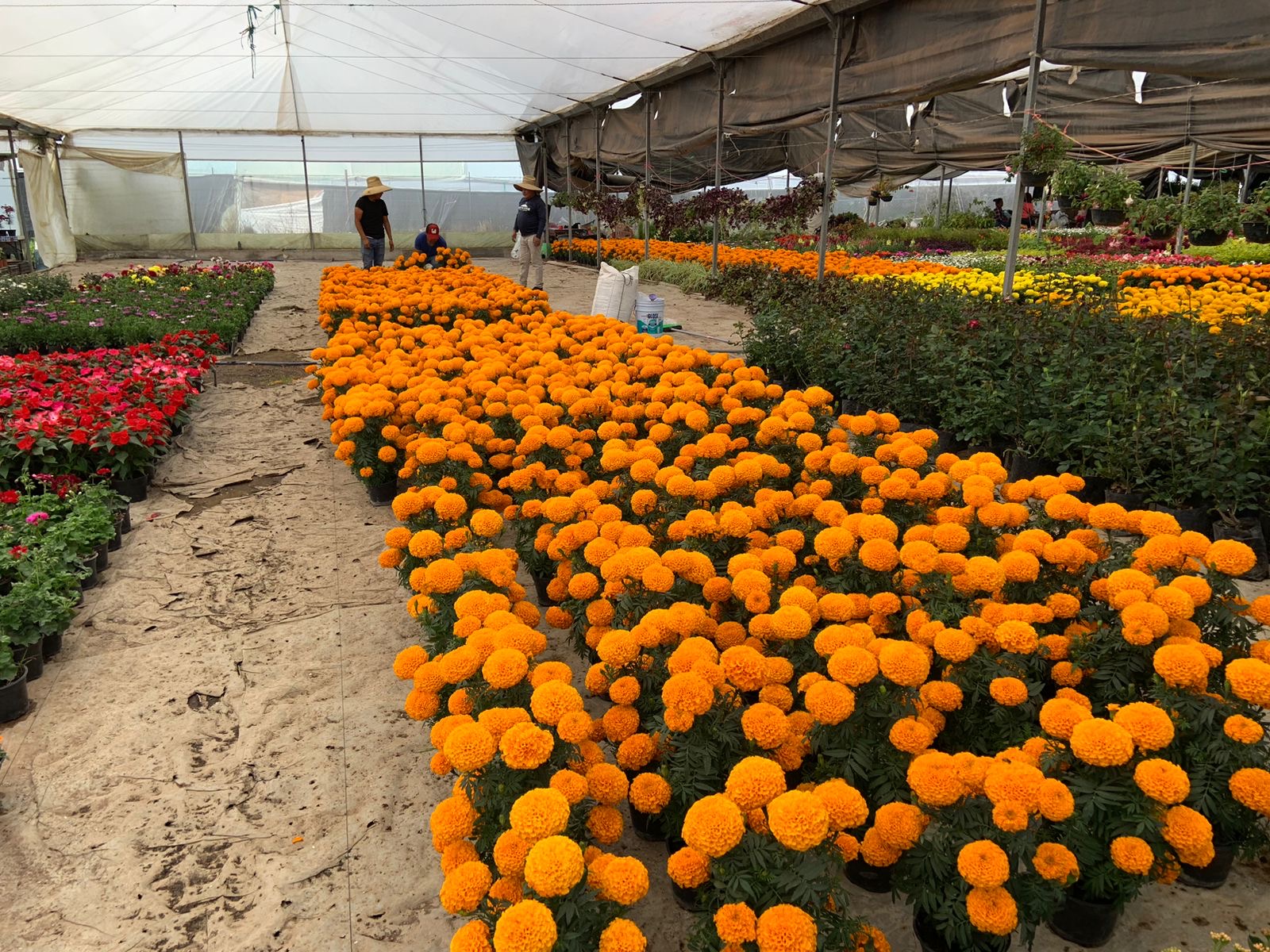 Arranca la venta de Cempasúchil en Atlacomulco, productores bajan su producción por bajas ventas