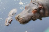 Nace bebé hipopótamo y gobierno trabaja en su sobrevivencia