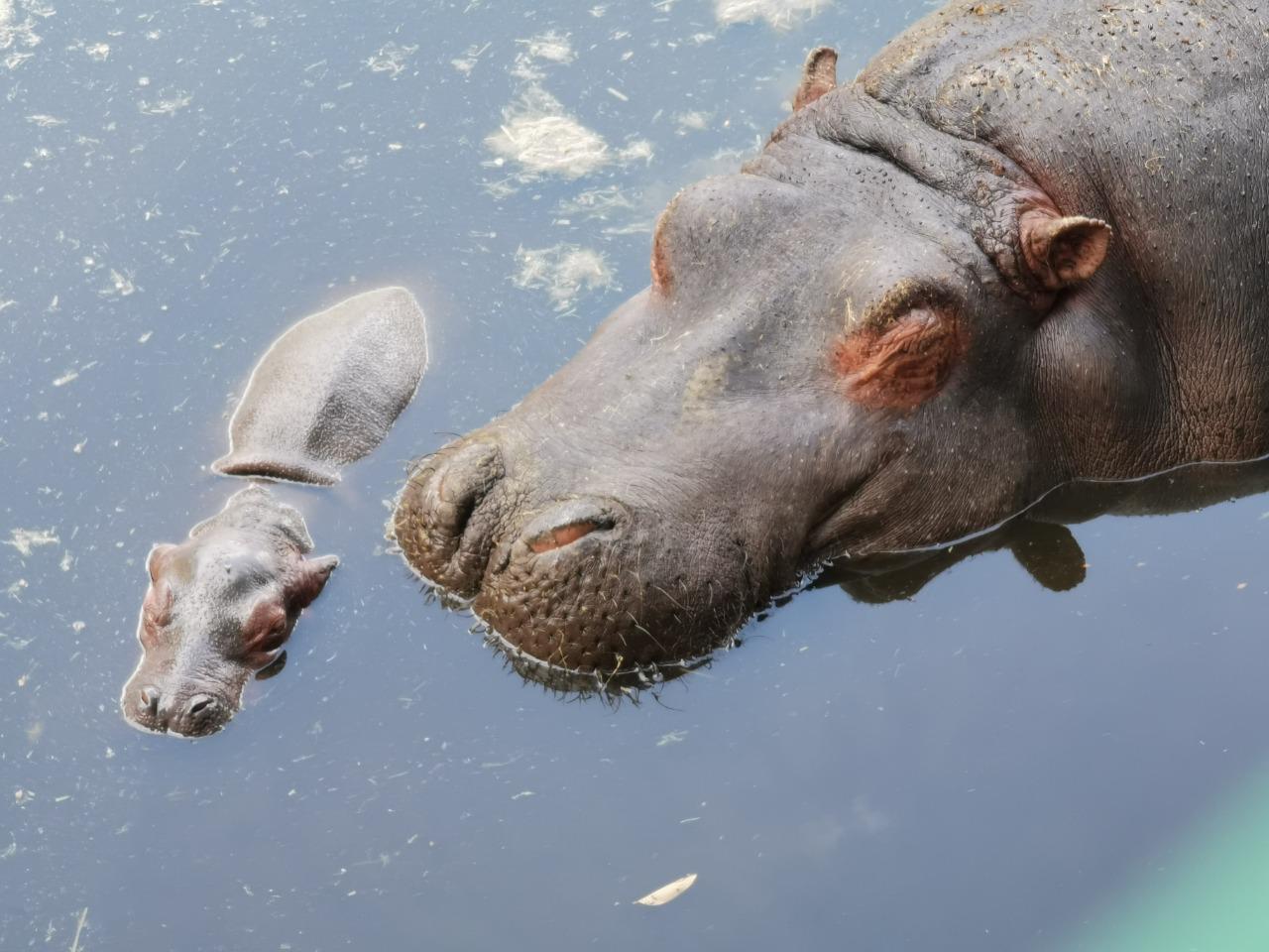 Nace bebé hipopótamo y gobierno trabaja en su sobrevivencia