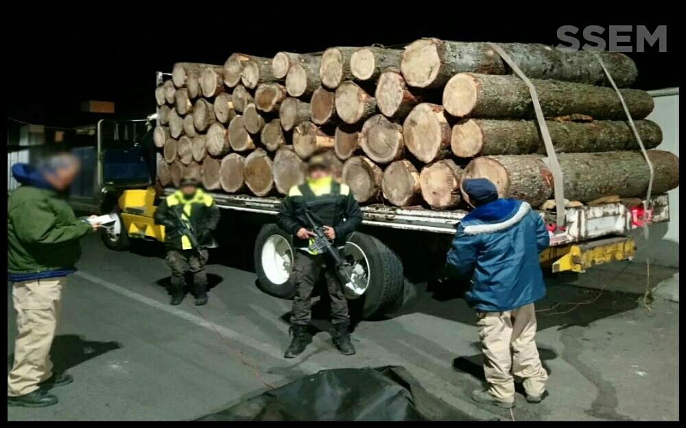 Asegura SSEM madera en rollo de aparente procedencia ilegal