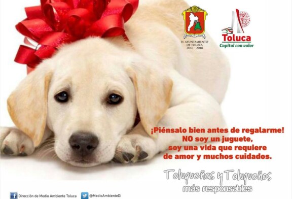 Invita Toluca a ser conscientes al comprar una mascota