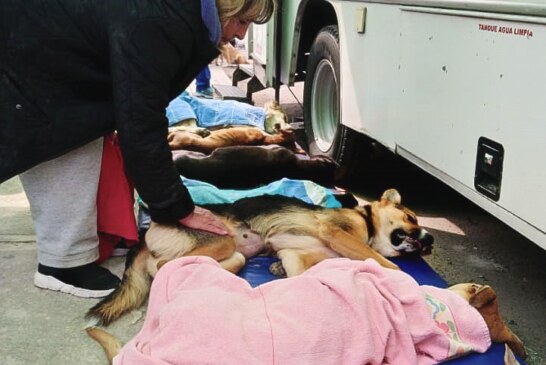Gran respuesta de toluqueños a la primera campaña de esterilización y vacunación canina y felina