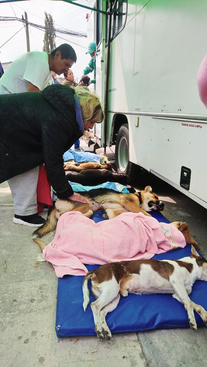 Gran respuesta de toluqueños a la primera campaña de esterilización y vacunación canina y felina